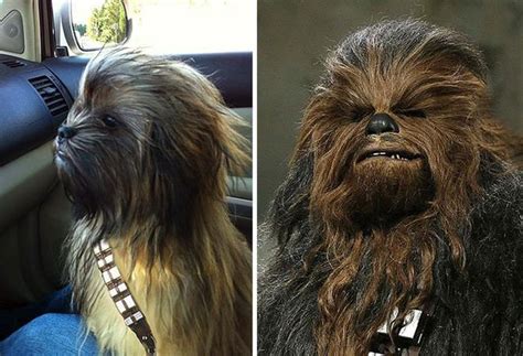 20 Funny Photos Of Dogs That Look Like Celebrities