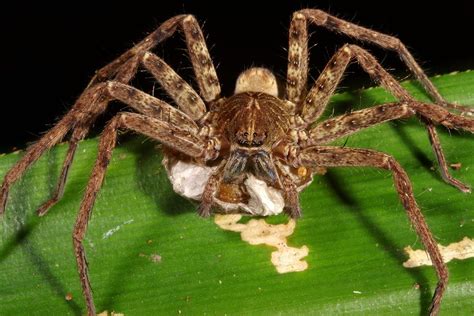 Giant Crab Spider Heteropoda Venatoria Widespread Huntsman Spider