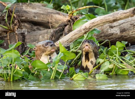 Two Giant River Otters Swimming In The Water Hyacinths And Acting
