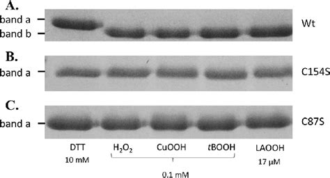 Non Reducing Sds Page Gels Showing The Effect Of Dtt And Hydroperoxide