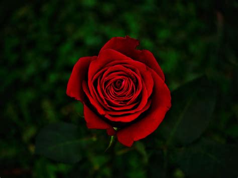 Background of red rose petals. Download wallpaper 1600x1200 rose, flower, red, bloom ...