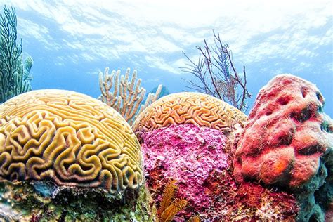 16 Underwater Photos Scuba Diving In Belize Barrier Reef Wall Art