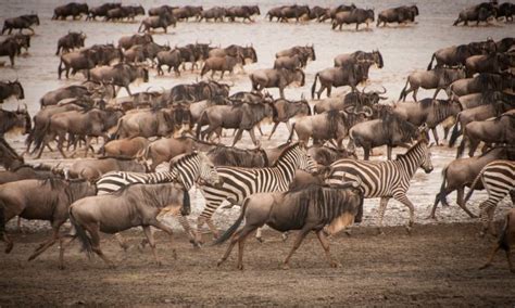 Serengeti National Park Animals Tanzania National Parks Tanzania Tours