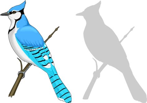 Blue Jay Transparent Background Png Images For Graphic Designing