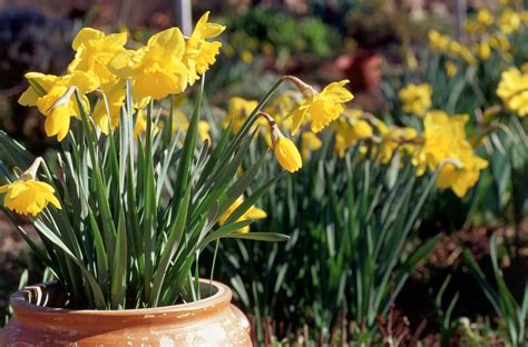 How To Plant Daffodil Bulbs According To 3 Gardening Experts Real Homes
