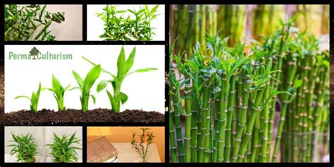 Identify 8 Grass That Looks Like Bamboo Some Might Kill You