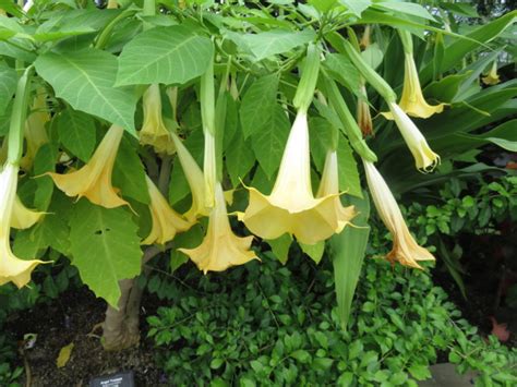Growing Angel Trumpet Brugmansia What Grows There Hugh Conlon