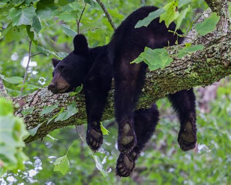 Black Bear Picture Nature Photography Wildlife Photography Etsy