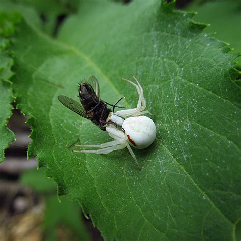 White Spider Stock Image Image Of Green Aggression 29823329