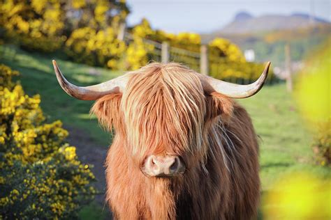 Highland Cow In Flowering Gorse By Georgeclerk