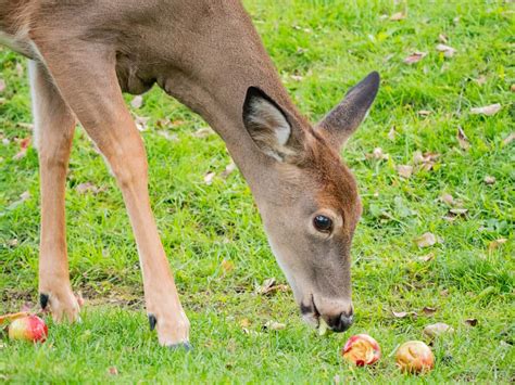 7 Animals That Deer Eat And Why They Eat Them Pest Pointers