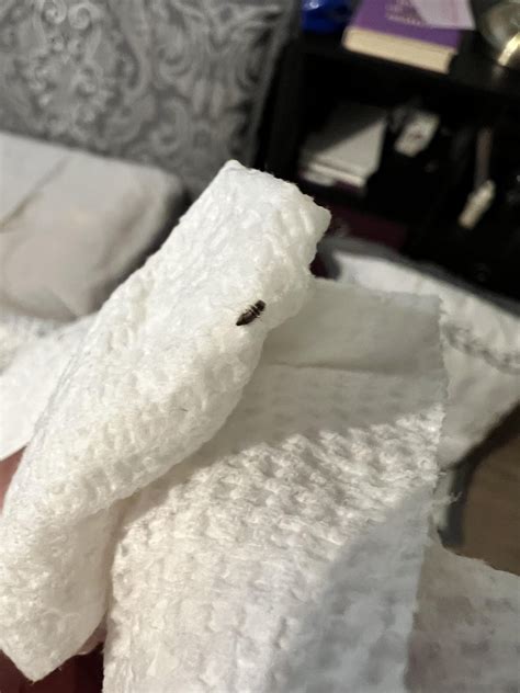 Found Under Pillow Rbedbugs