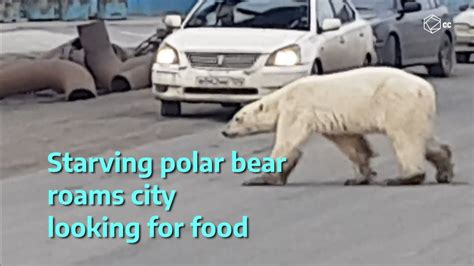 Hungry Polar Bear Wanders Hundreds Of Miles From His Home Youtube