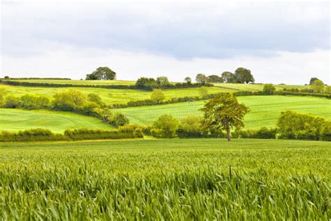 English Countryside Fields And Meadows Stock Image Image Of Rural