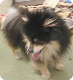 This program allows senior citizens to adopt a companion pet at a reduced adoption fee, in turn, creating happily ever afters for both the pet and adopter. Cleveland, OH - Pomeranian Mix. Meet Gizmo, a dog for ...