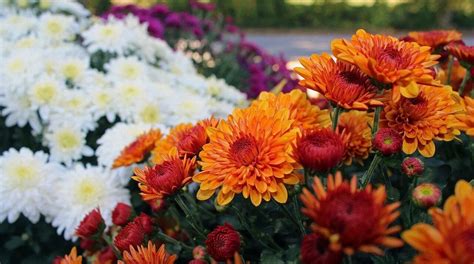 Chrysanthemum Flowers Their Meaning And Symbolism By Color Petal
