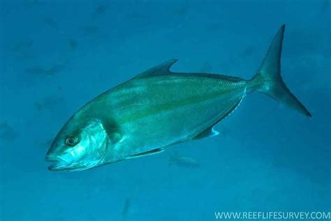 Greater Amberjack Description Facts Size World Record Seafish
