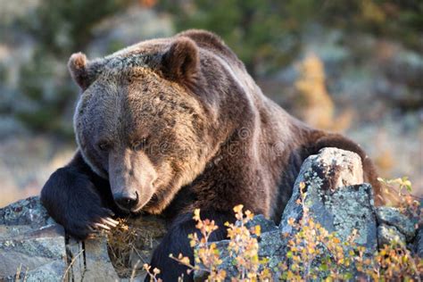 North American Brown Bear Grizzly Bear Stock Image Image Of America