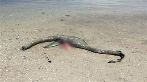 Mystery Sea Creature Washes Ashore On Georgia Beach Watch Web Top News