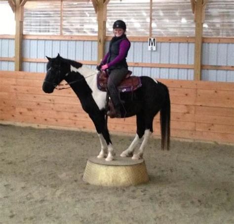 How To Teach Your Horse To Stand On A Pedestal Horses Show Horses