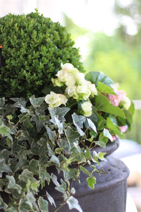 Get fire retardant artificial privacy hedges, optimized for safety and longevity. Boxwood Hedge - How to grow, where to plant and ...