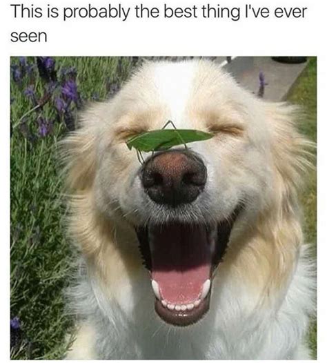 33 Happiest Dog Memes Ever That Will Make You Smile From Ear To Ear