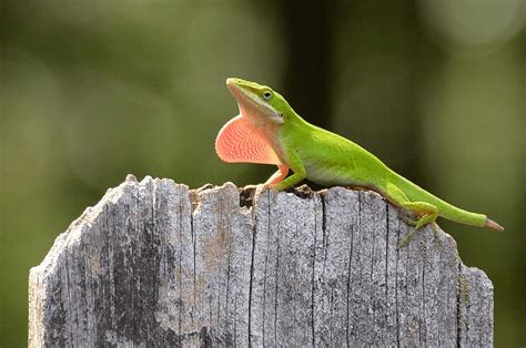 Green Anole Care Sheet Reptiles Cove