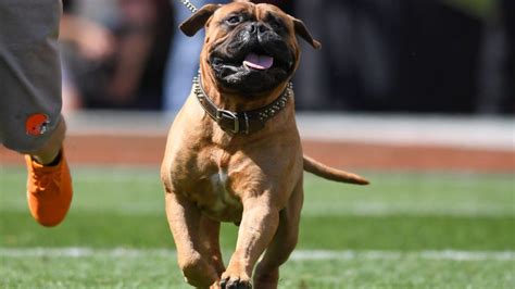 Browns Mascot Swagger The Dog Dies At 6 Nbc Sports
