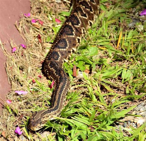 12 Striking Amazon Rainforest Snakes I Heart Brazil