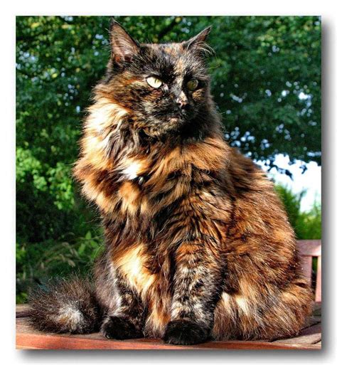 Tortoise Shell Cat Catvideos Pretty Cats Cats Beautiful Cats