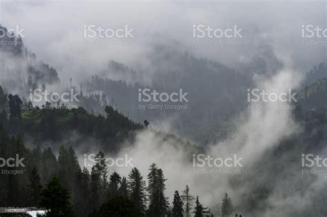 Misty Fog Blowing Over Pine Tree Forest Stock Photo Download Image