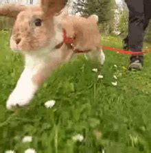 Bunny Gif Bunny Discover Share Gifs