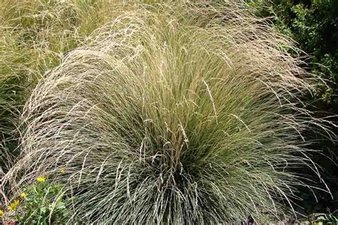 A Giant In The World Of The Fescues Festuca Mairei Atlas Fescue Is A
