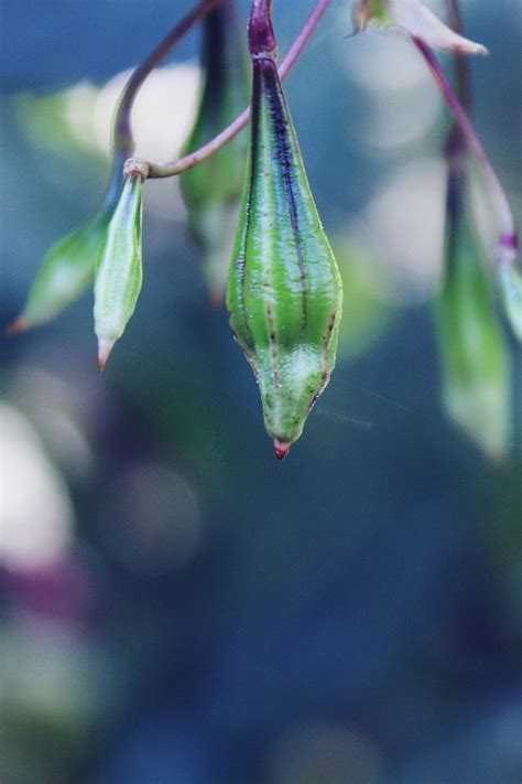 Banco De Imagens Natureza Ramo Flor Plantar Folha Flor Pétala