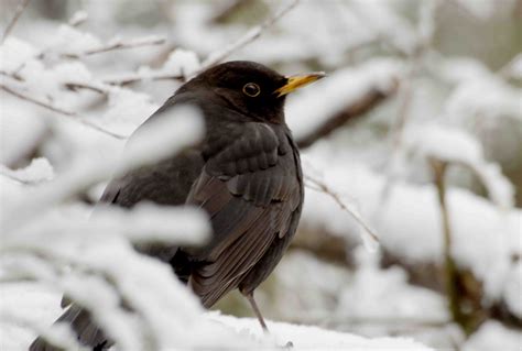 Valkeakosken Lintuharrastajien lintuharrastusblogi: Talven viimeisiä lumia