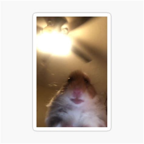 Staring Hamster Meme Sticker For Sale By Jennil1 Redbubble