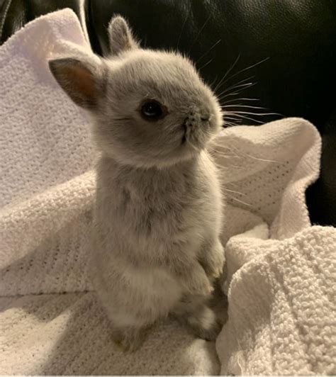 How To Raise The Worlds Smallest Pet Rabbit Gloria Love Pets