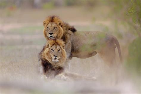 Male Lions Photograph By Ozkan Ozmen Pixels