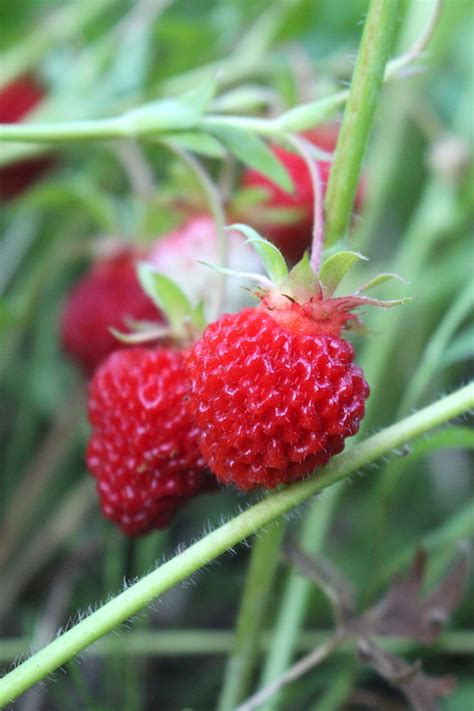 50 Edible Wild Berries And Fruits ~ A Foragers Guide
