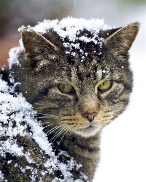 Image Detail For Feral Cat Covered In Snow Royalty Free Stock Photo