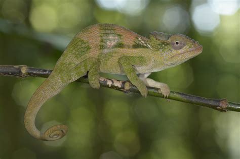 A New Species of Chameleon on Mt. Namuli - National Geographic Blog