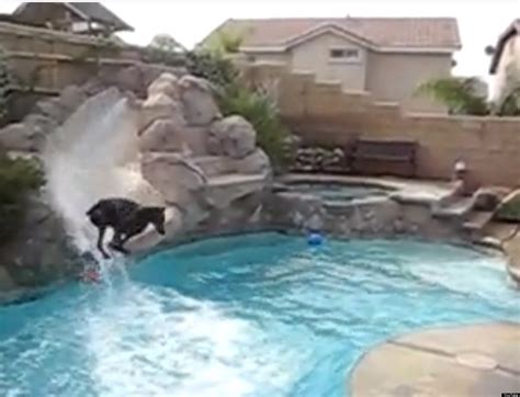 Check spelling or type a new query. Doberman Has Fun On A Pool Slide: Cute/Ridiculous Animal Thing Of The Day (VIDEO) | HuffPost