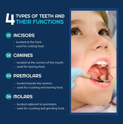 Types Of Teeth And Their Functions Jennifer Hemmings
