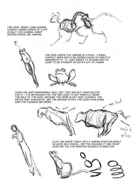 Cats are always adorable for kids due to their cute appearance. Cat Anatomy Notes- The Spine