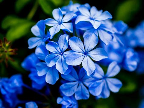 12 Most Beautiful Blue Flowering Plants For Your Home Garden