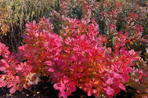 Appearing in late spring, large, feathery, pink flower plumes cover the plant with fluffy, hazy 'smoky' puffs throughout summer. Cotinus coggygria - Genesis Plant Marketing Ltd