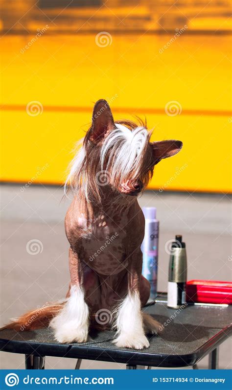 Chinese Crested Dog Portrait Editorial Stock Image Image