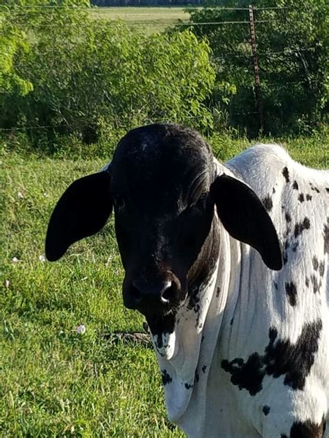 Johnny Merle Sardo Negro Brahma Bull Calf 4 Months Old At The Vhr