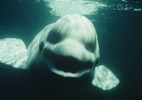 Creepy Beluga Whale Rpics