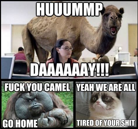 Happy Hump Day Memes Images Humor And Funny Pics Sociallykeeda
